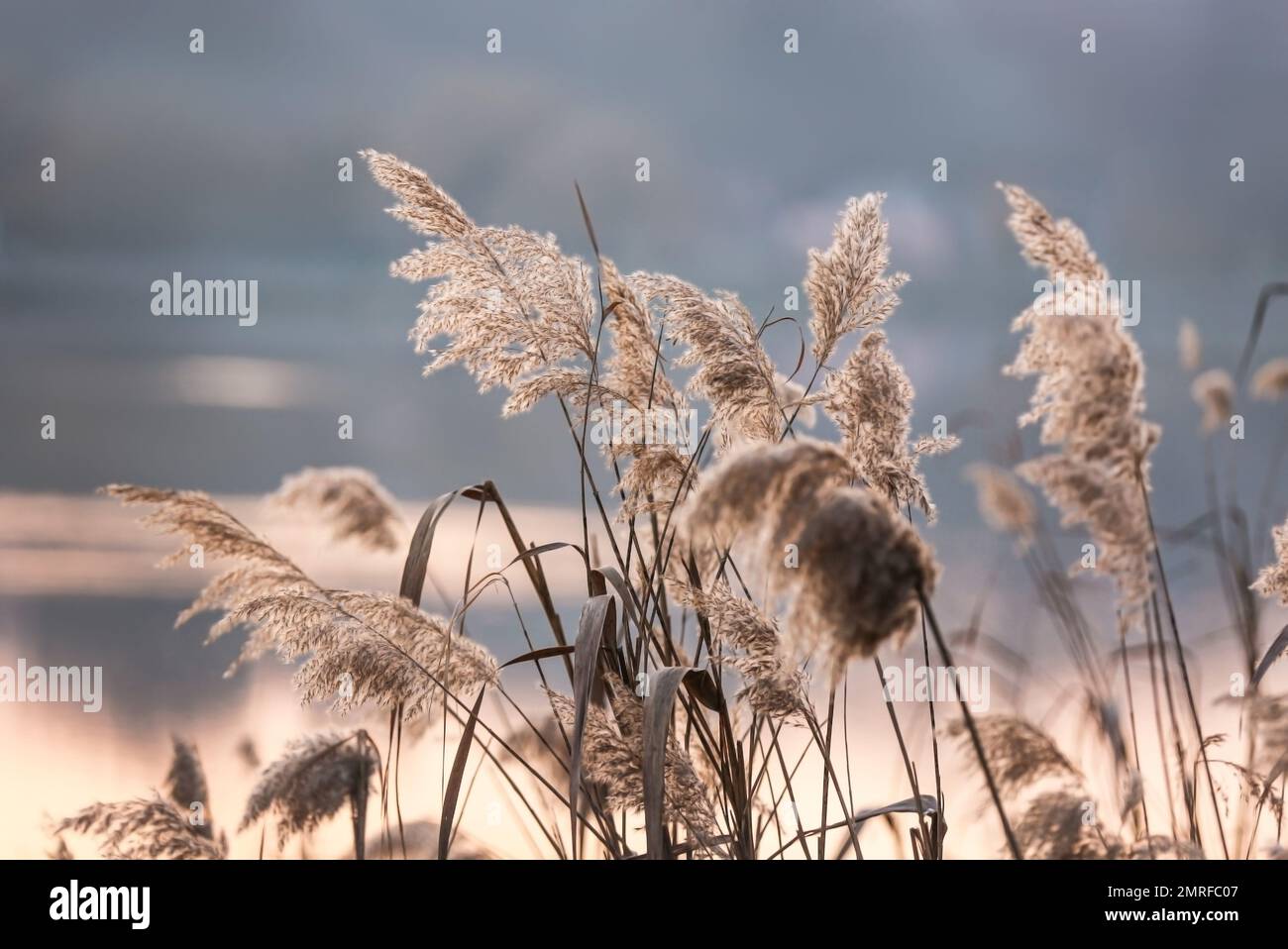Beautiful view of reed plants in evening Stock Photo