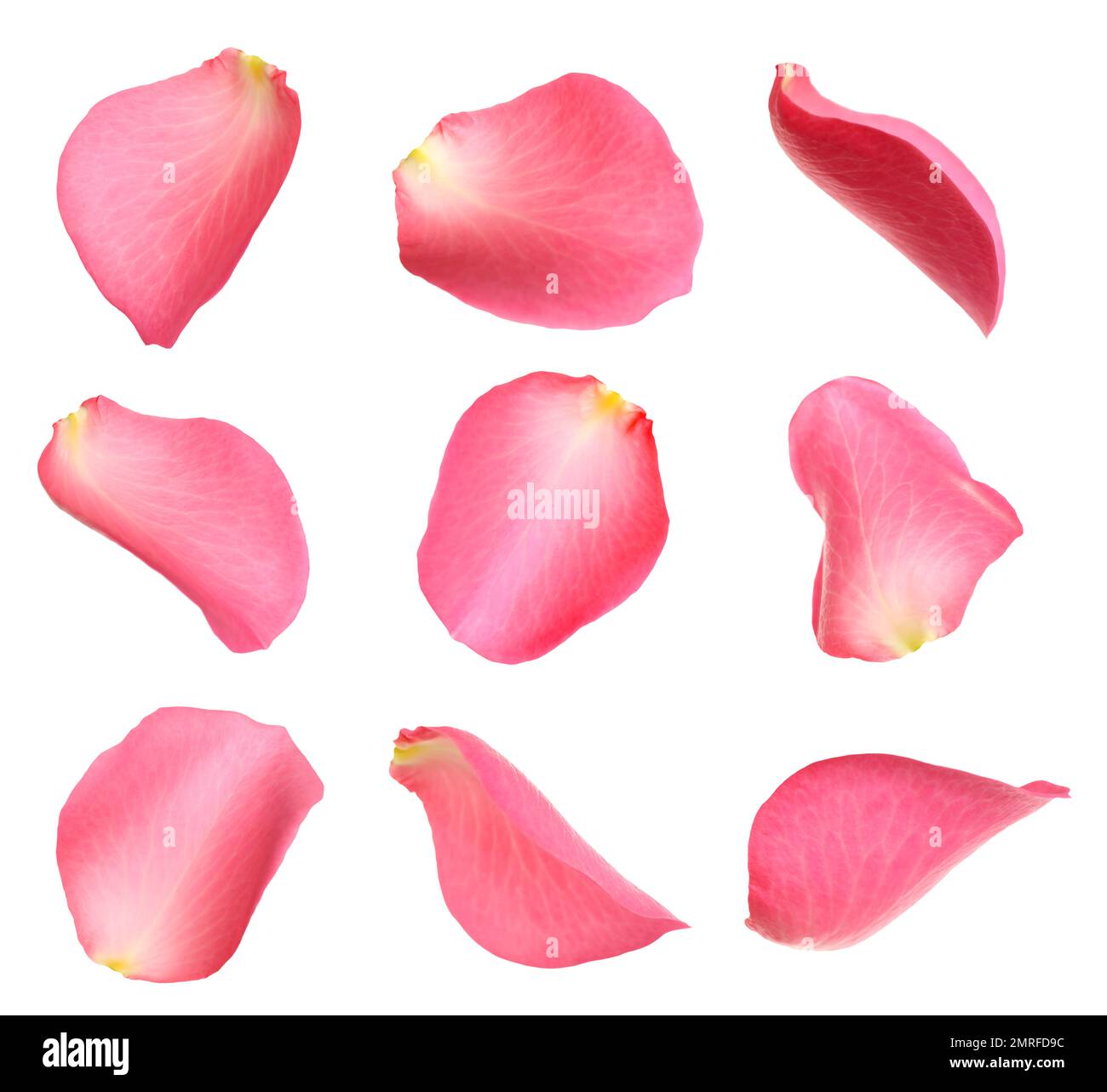 Fresh pink rose petals on white background Stock Photo - Alamy