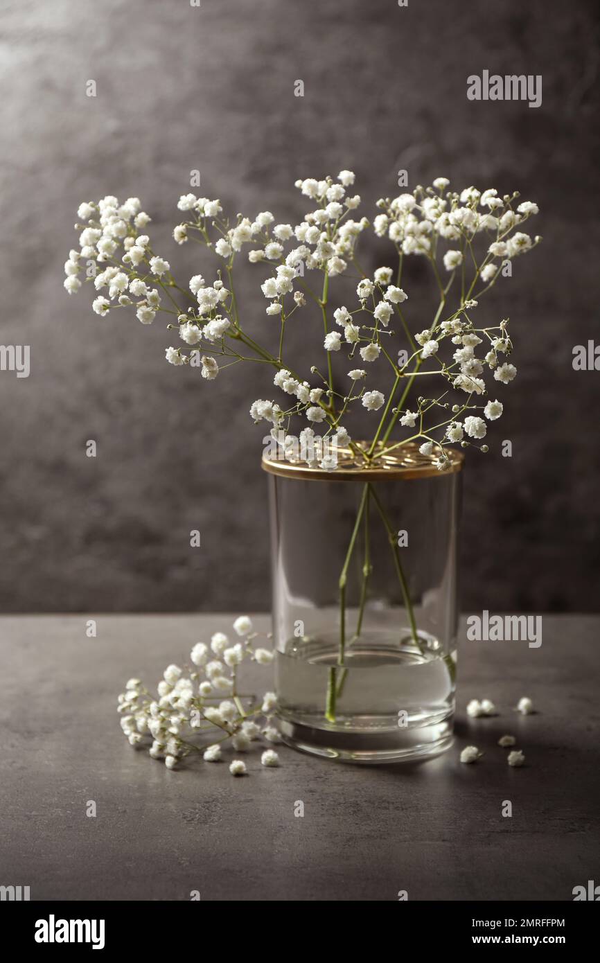 Gypsophila flowers in vase on table against grey background Stock Photo ...