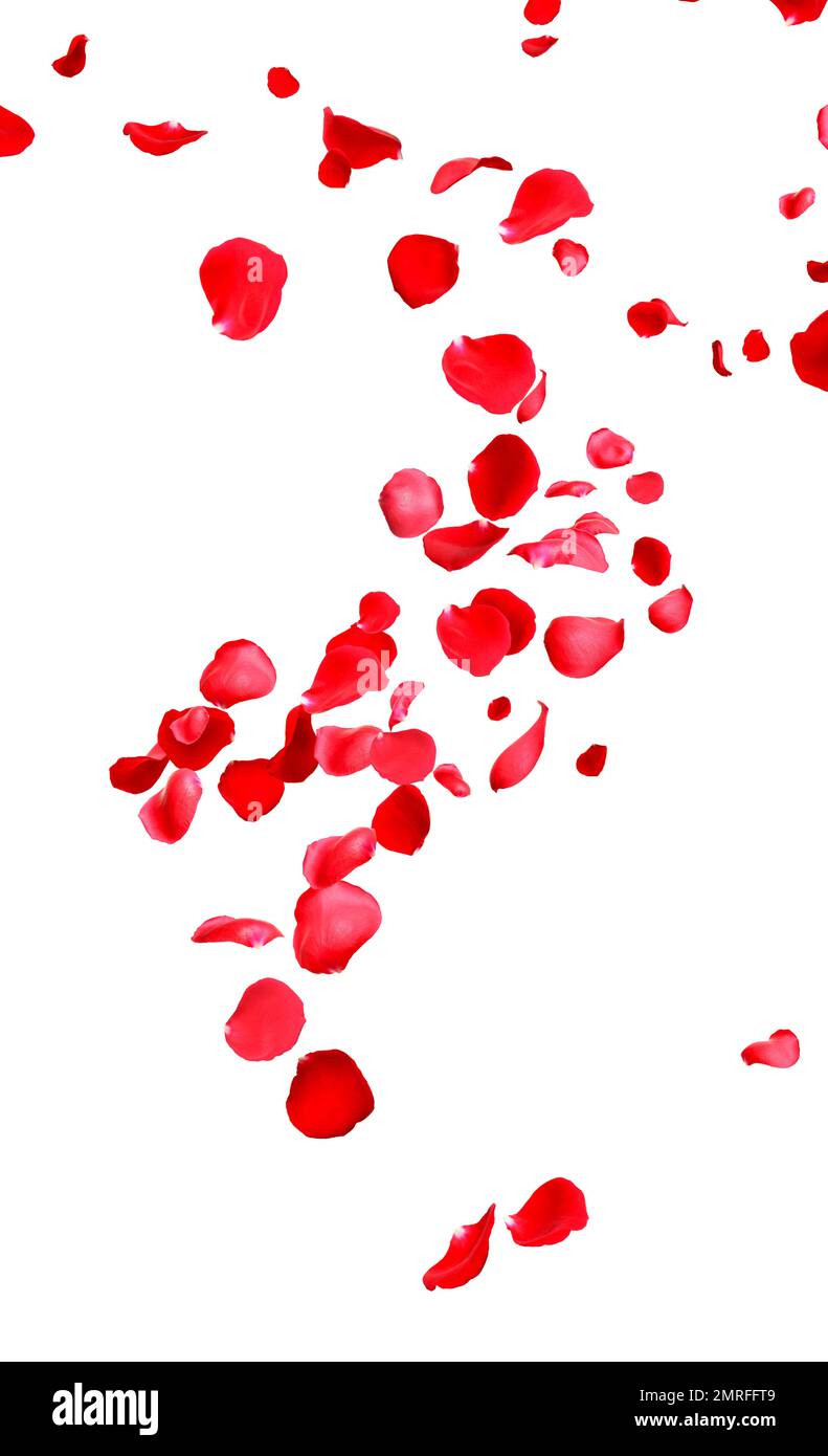 Flying fresh red rose petals on white background Stock Photo - Alamy