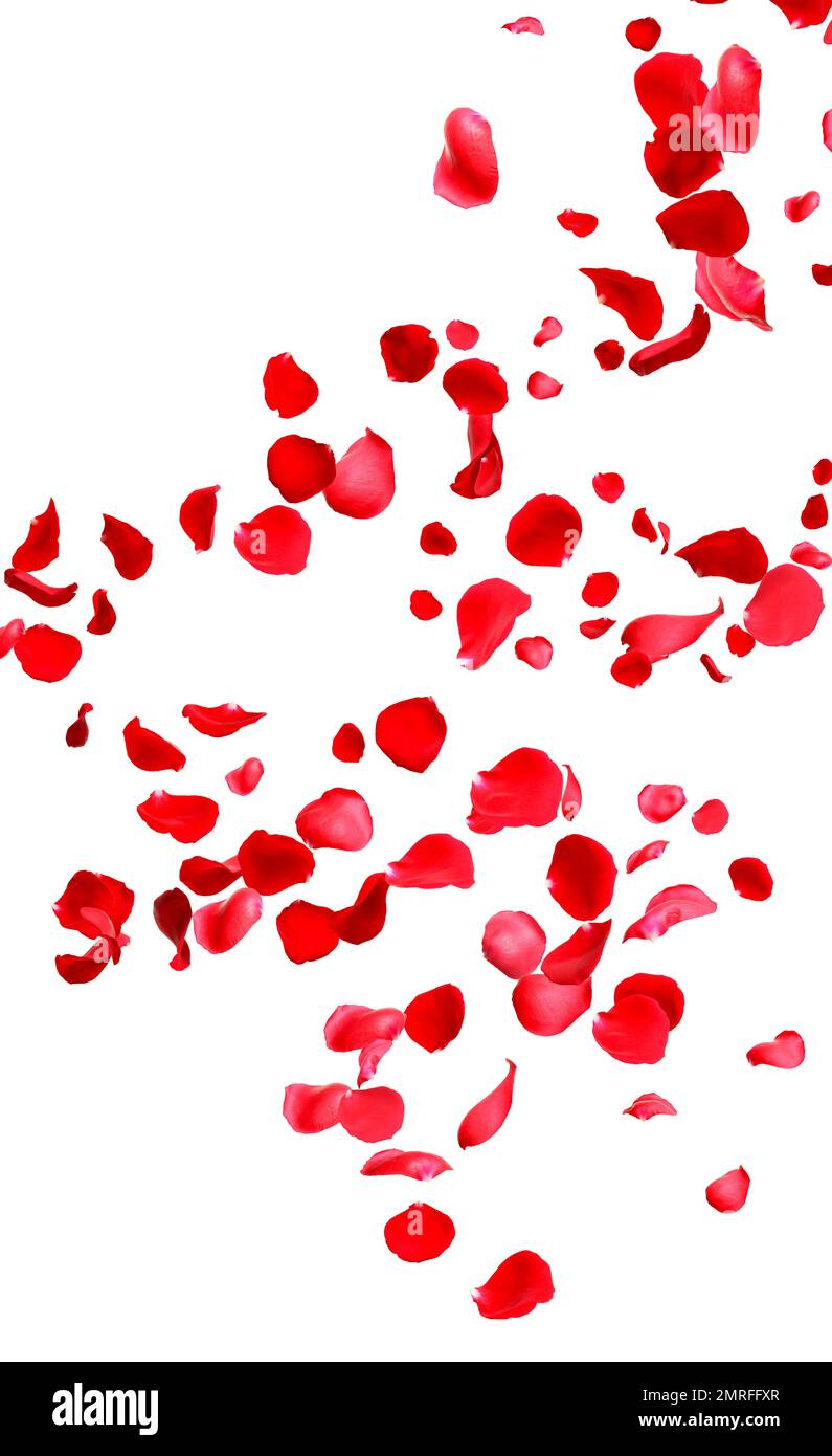 Falling fresh red rose petals on white background Stock Photo - Alamy