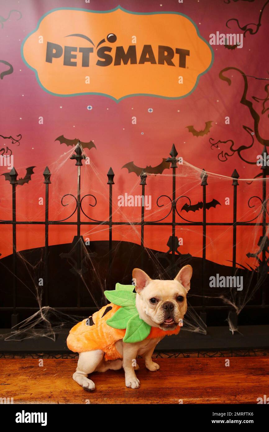 IMAGE DISTRIBUTED FOR PETSMART An adorable French Bulldog sports the classic pumpkin costume a best seller from PetSmart at its 2017 Fall Halloween collection launch event in New York City. This year ...