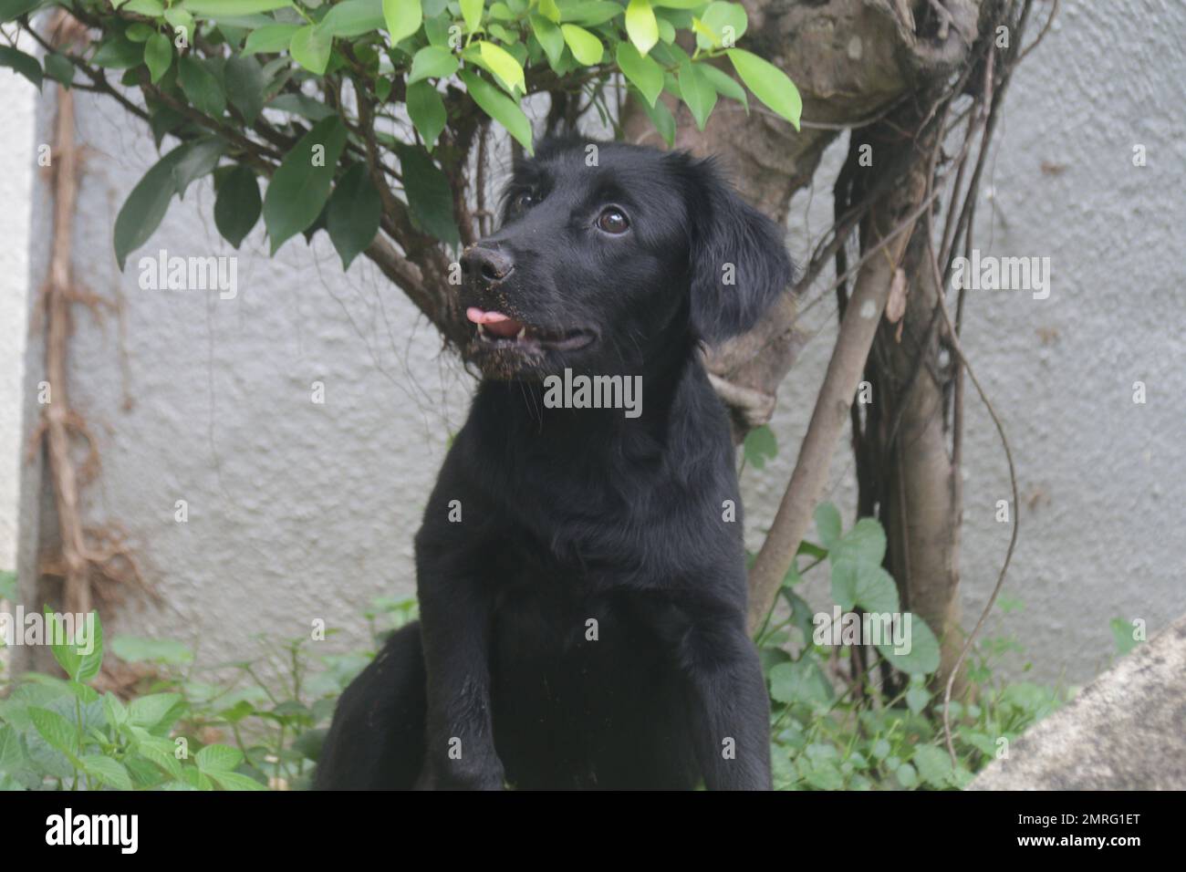 Dogs and Cats in my Home Garden, Sri Lanka Stock Photo
