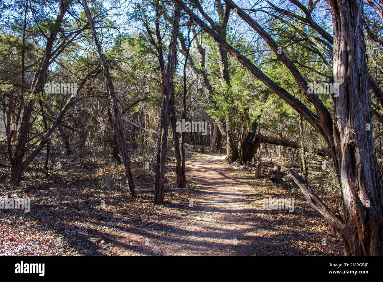 Cedar and Juniper trees line this nature trail in Abilene State Park