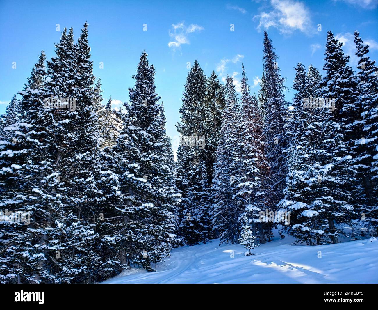 A breathtaking landscape with snowy mountain and evergreen forests ...