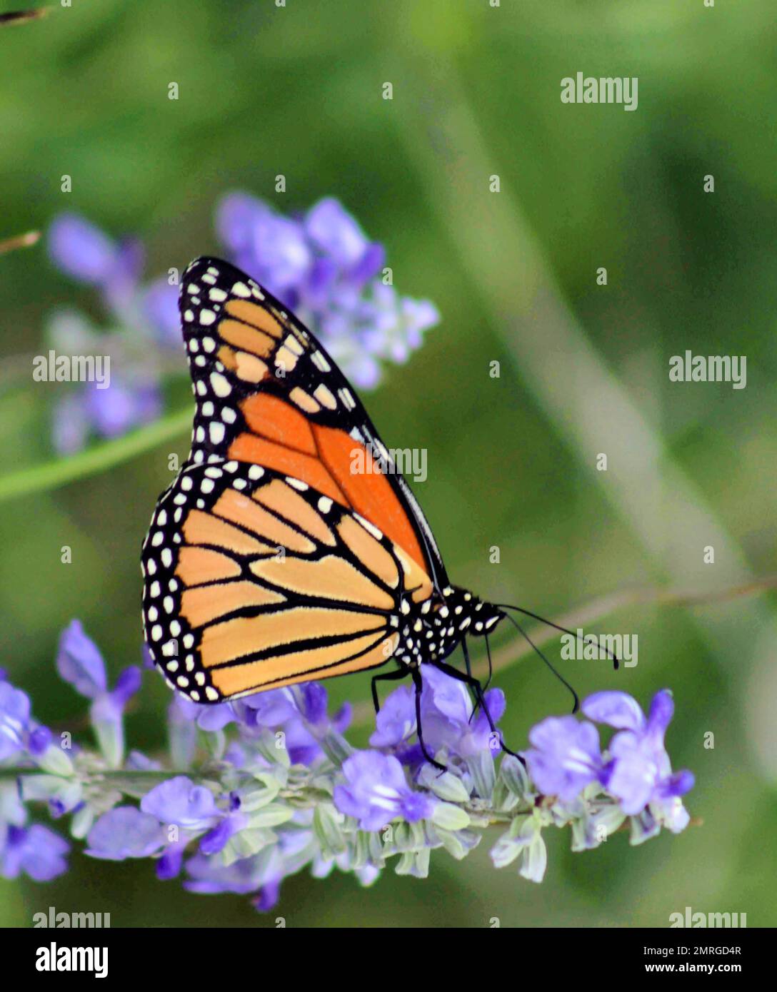 A vertical closeup of adorable Monarch butterfly on Salvia japonica flowers Stock Photo