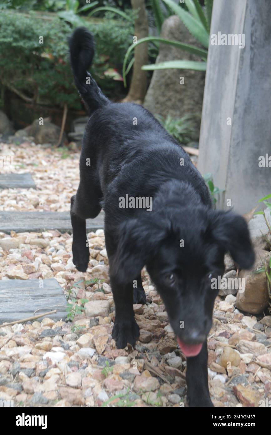 Dogs and Cats in my Home Garden, Sri Lanka Stock Photo