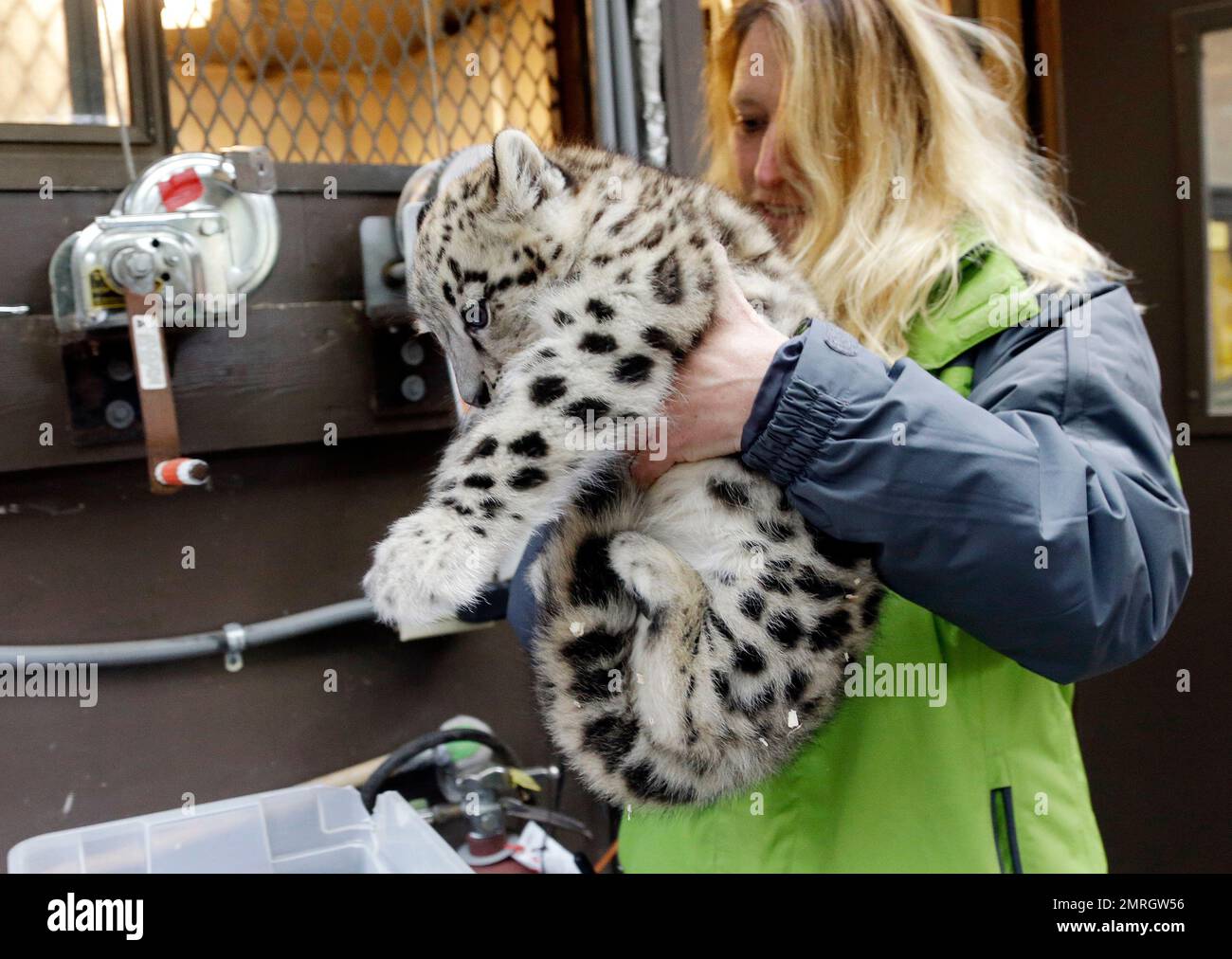 Woodland Park Zoo collection manager Deanna DeBo carries Aibek, a 2½