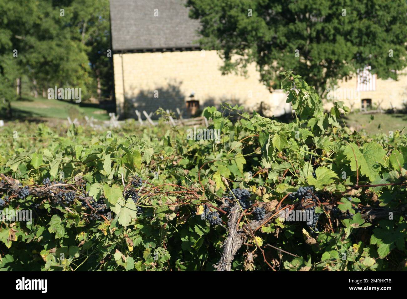 Bryn Mawr vineyard wine grapes in season Stock Photo Alamy