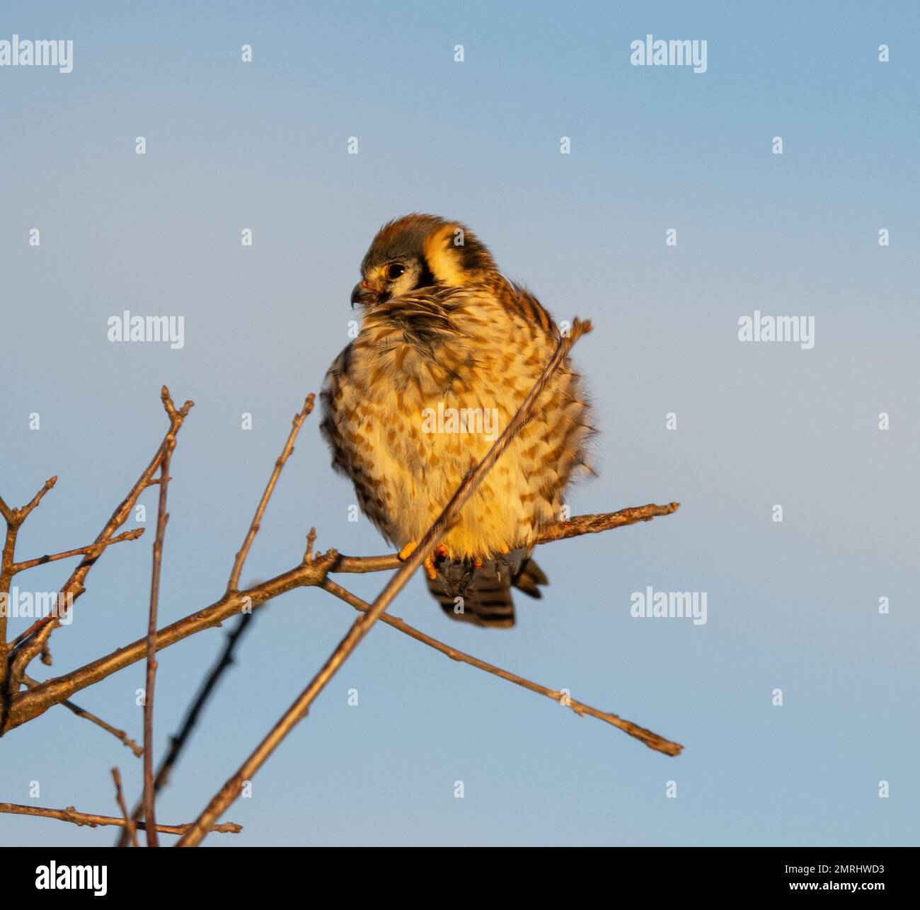 Babyhawk Bird On Branch