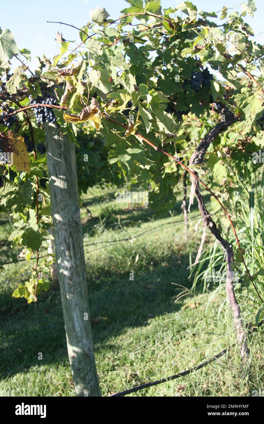 Bryn Mawr vineyard wine grapes in season Stock Photo Alamy