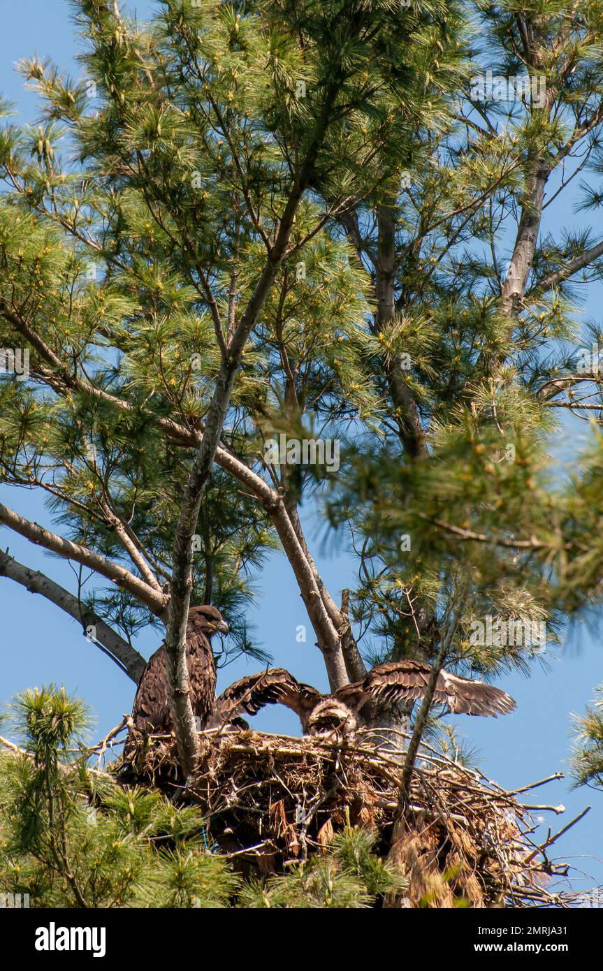 Vadnais Heights,  Minnesota.  A pair Bald Eagle chicks, Haliaeetus leucocephalus with one chick testing his wings. Stock Photo