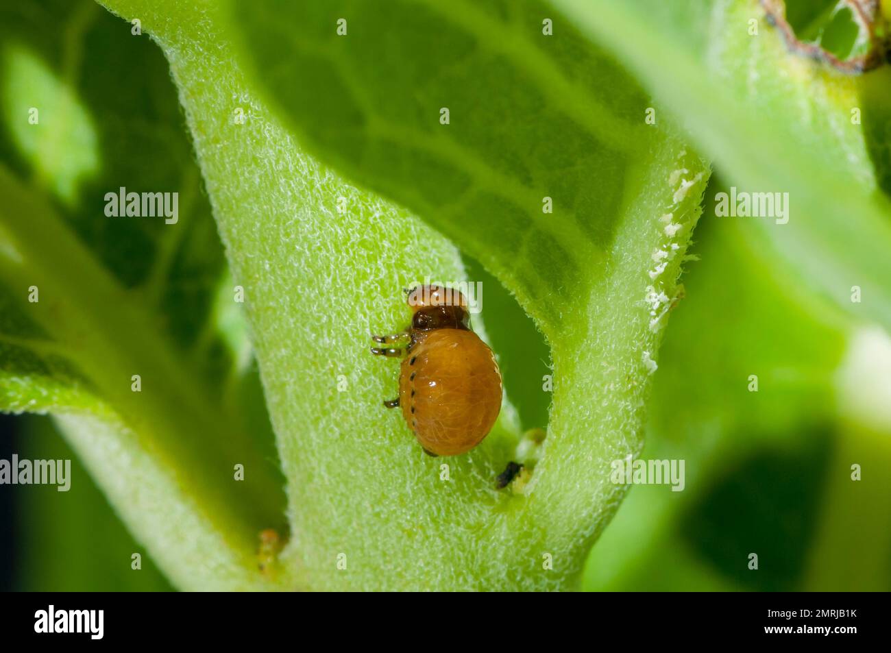 Vadnais Heights, Minnesota; Swamp Milkweed Leaf Beetle, Labidomera clivicollis. on milkweed plant. Stock Photo