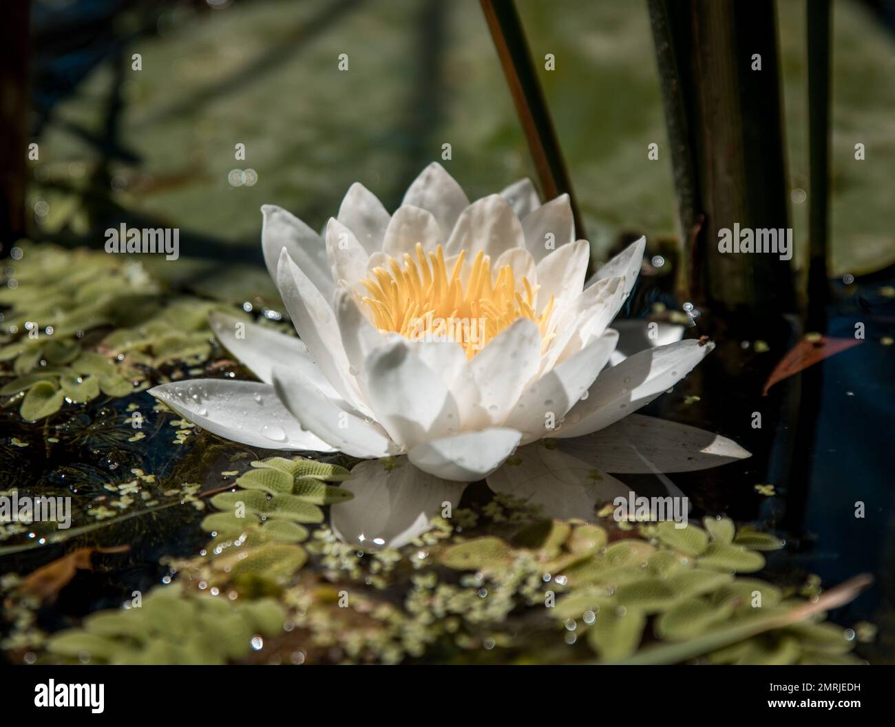 A closeup f a blossom Nymphaea candida flower with leaves on lake surface Stock Photo
