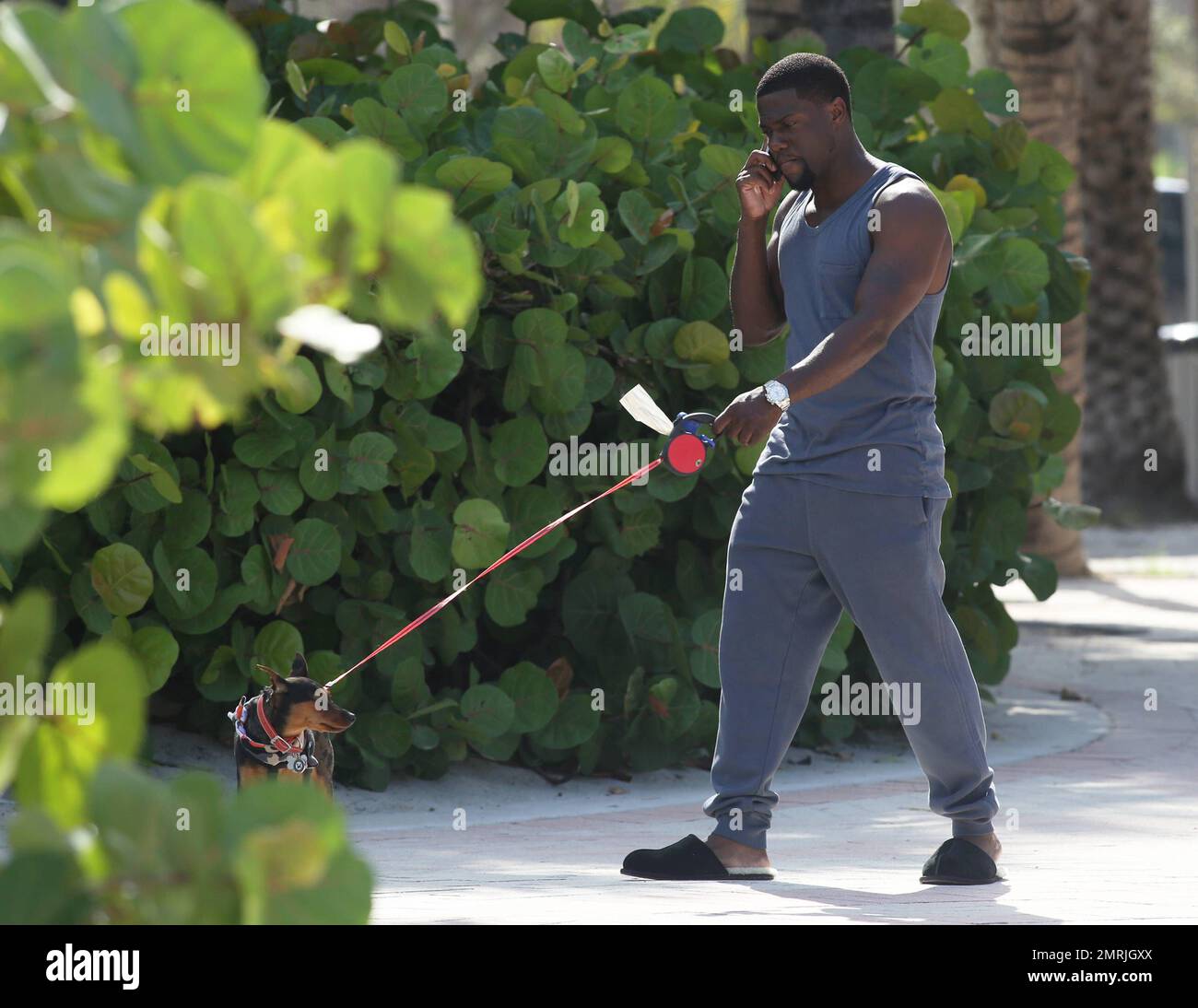 Comedic actor Kevin Hart is spotted walking his dog while conversing on his cell phone and wearing slippers paired with a grey sweat suit outside his Miami hotel. Miami, FL. July 18, 2014. Stock Photo