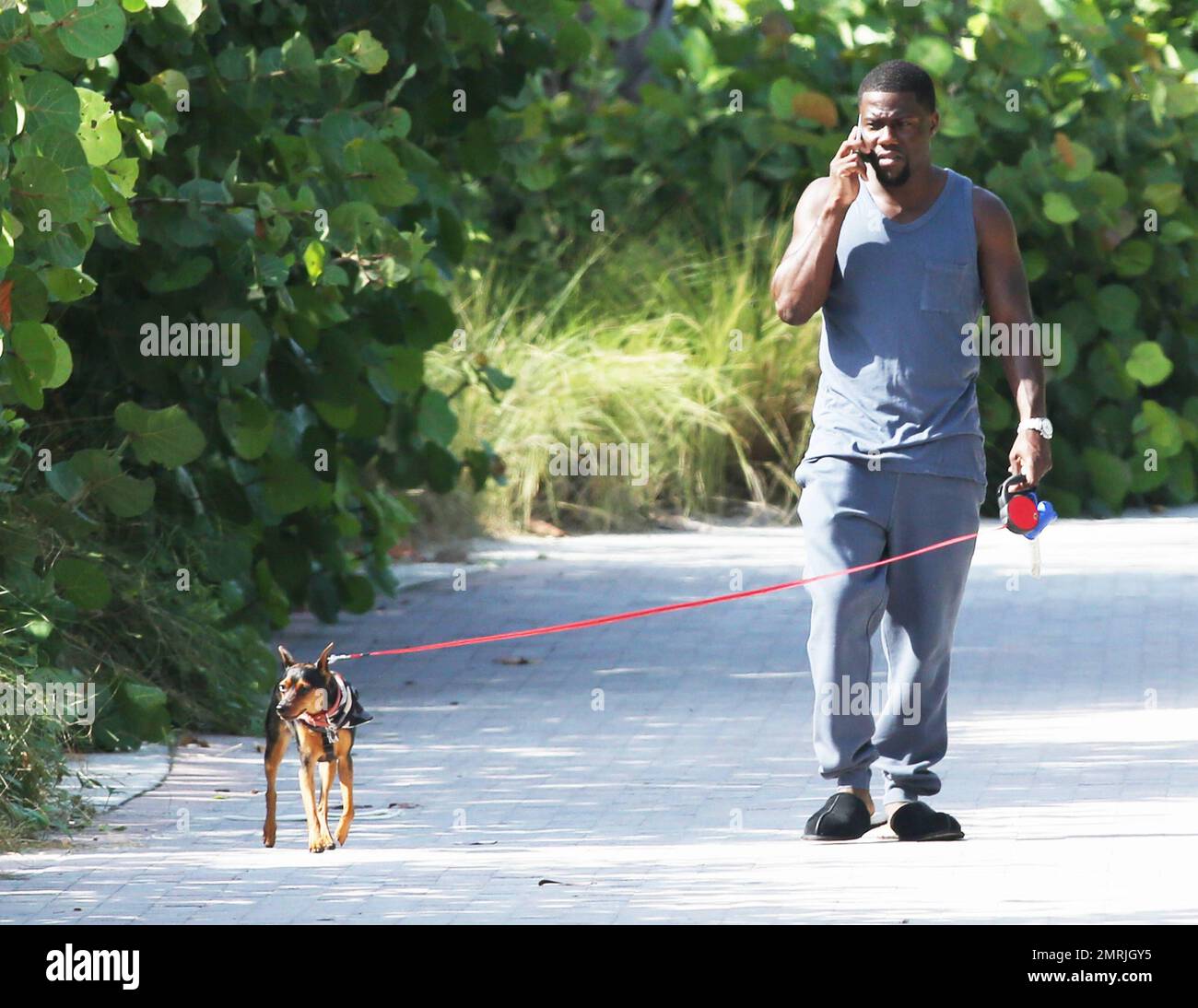 Comedic actor Kevin Hart is spotted walking his dog while conversing on his cell phone and wearing slippers paired with a grey sweat suit outside his Miami hotel. Miami, FL. July 18, 2014. Stock Photo