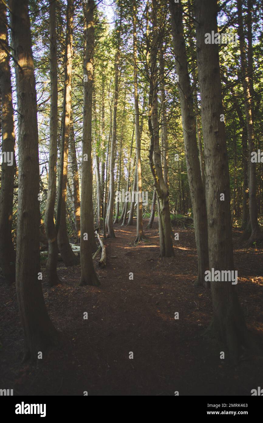 A scenic view of the forest covered with trees with green leaves on a ...