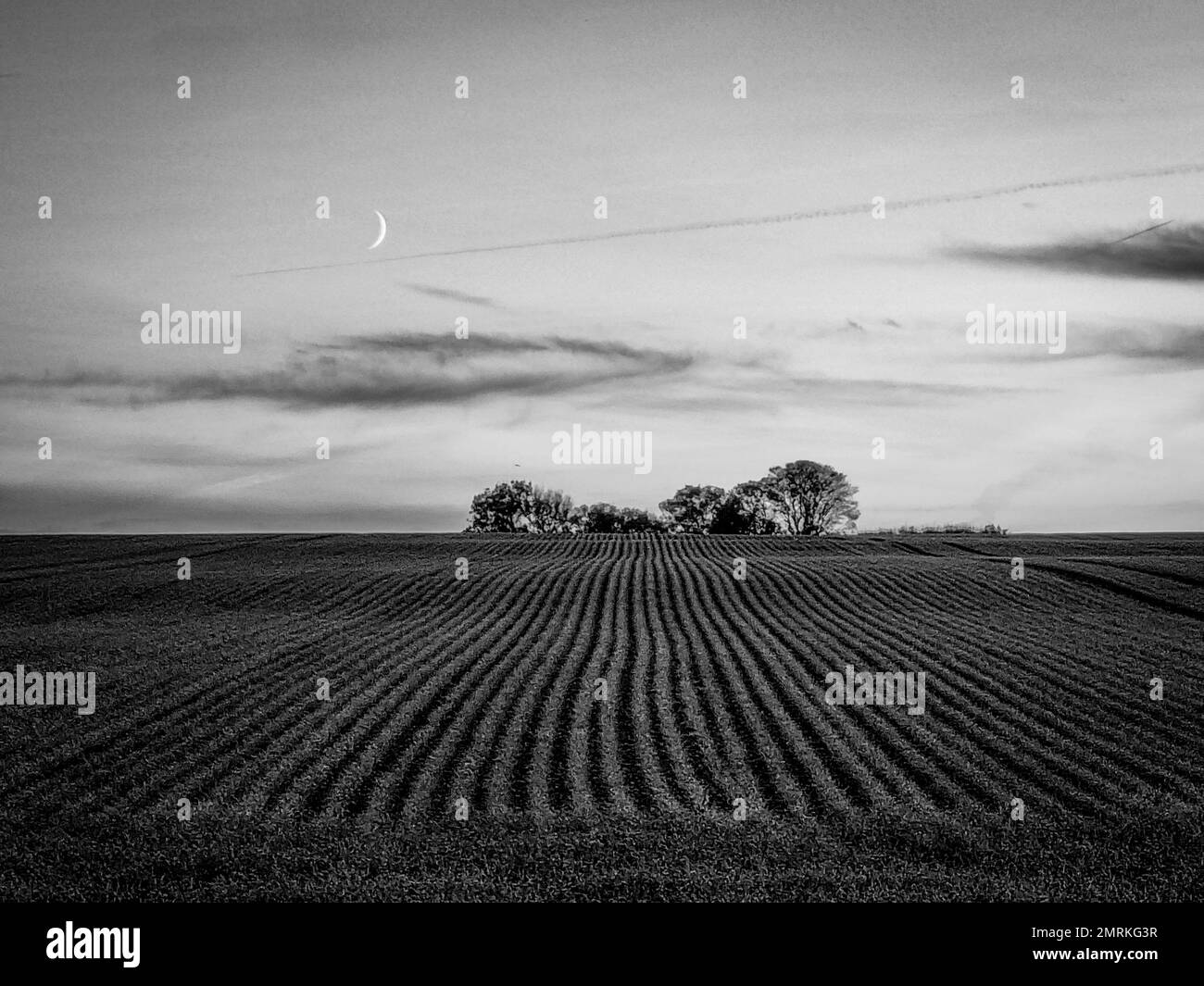 A grayscale shot of wide crop fields with trees across Stock Photo