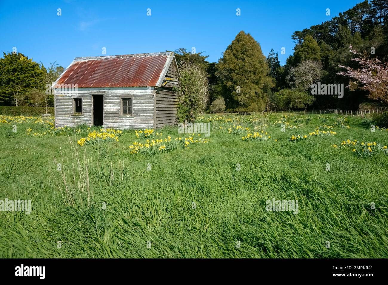 Deserted small house in field long grass and yellow daffodils from highway. Stock Photo