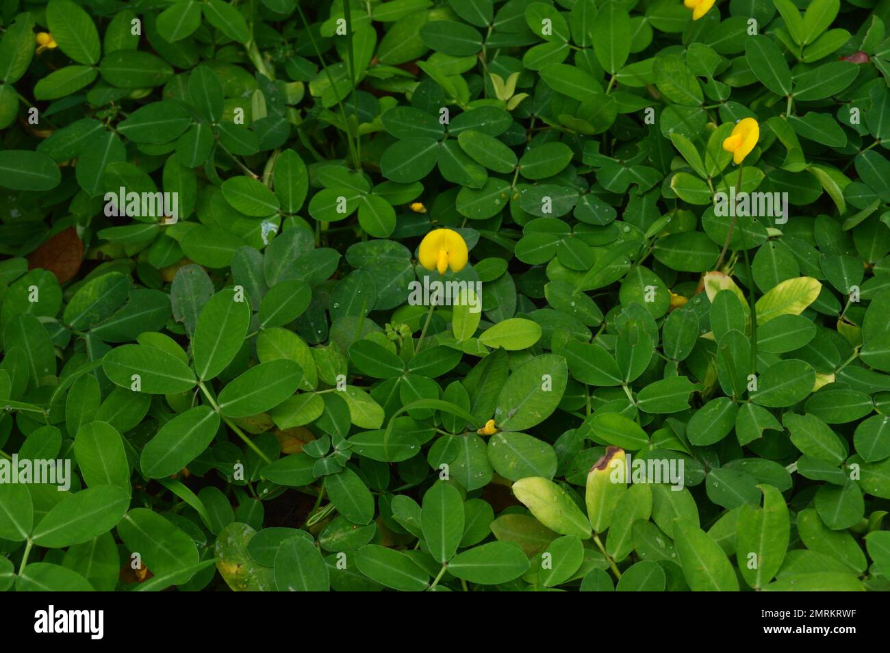 Pintoi grass (Arachis pintoi). Shrubs with lush green foliage adorn the garden. Stock Photo