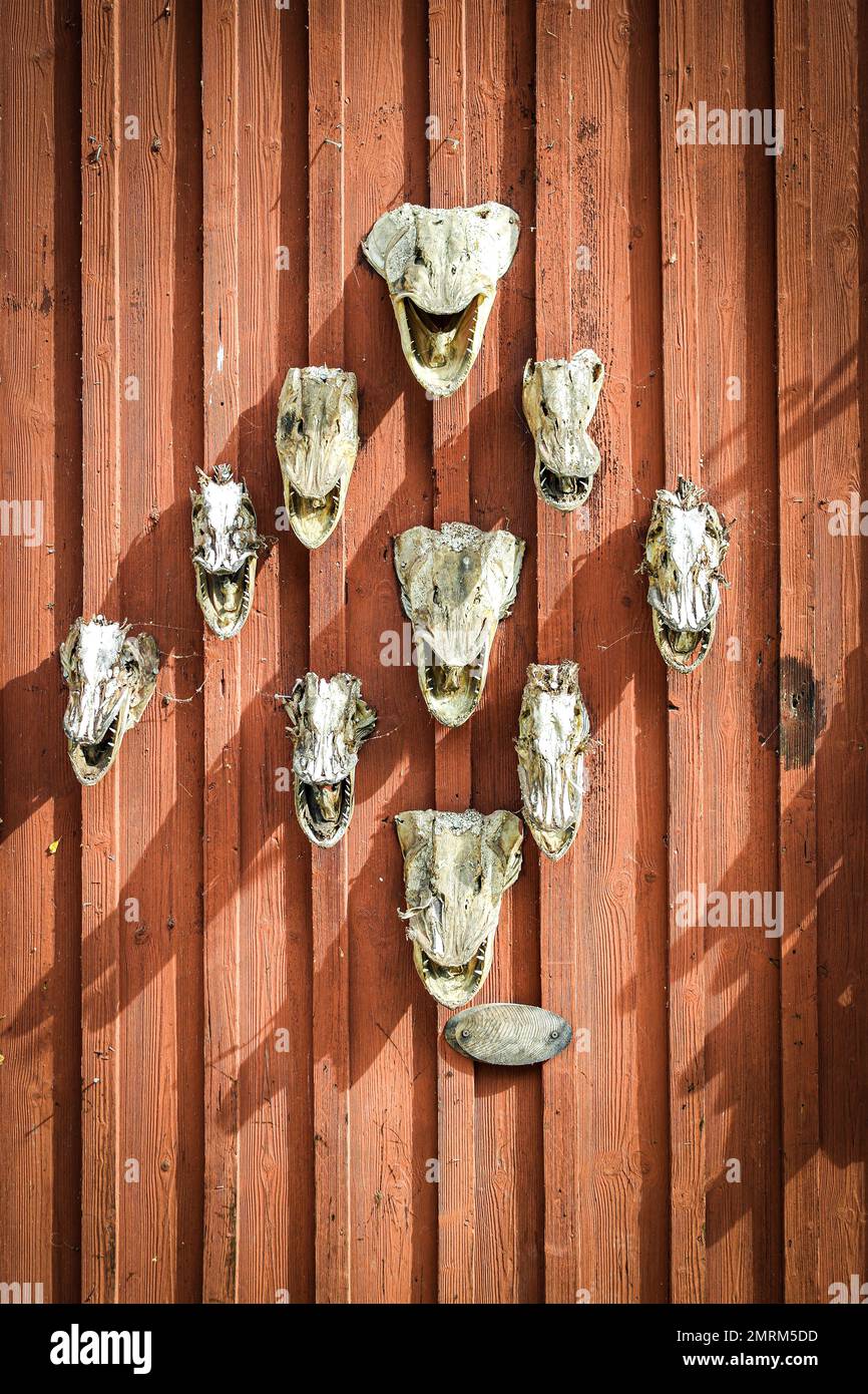 Close up of pike skulls on wooden wall Stock Photo