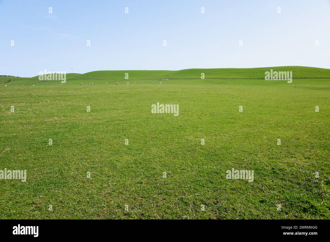 Rural background  wide green field and distant small sheep and fence under blue sky Stock Photo