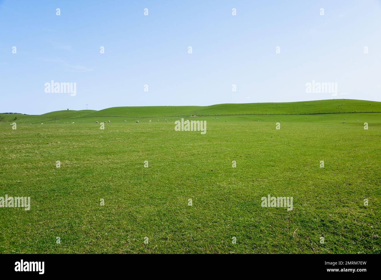 Rural background  wide green field and distant small sheep and fence under blue sky Stock Photo