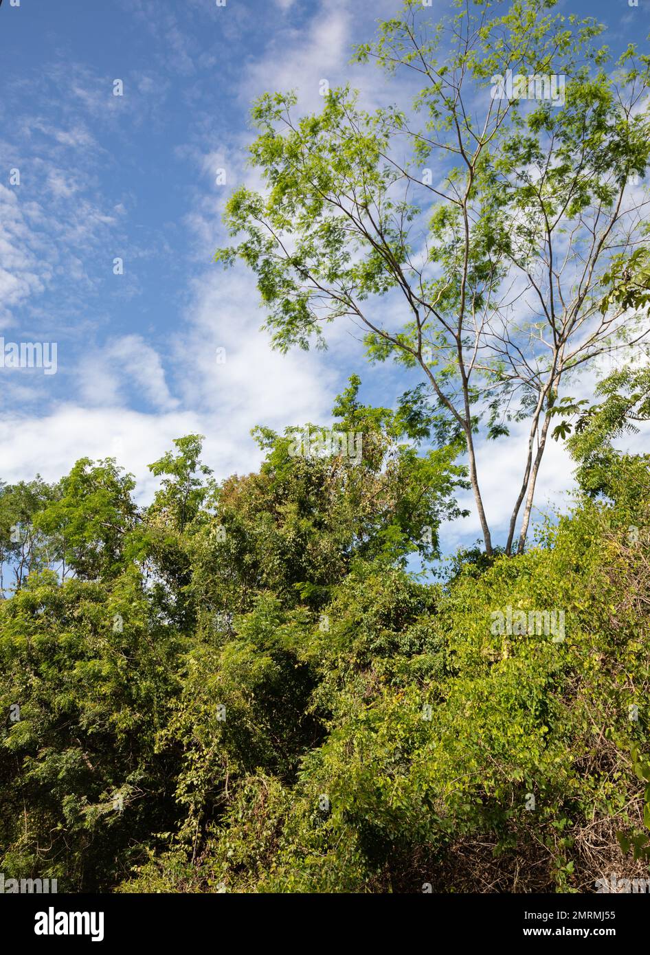 Nature background of green plants under blue sky Stock Photo