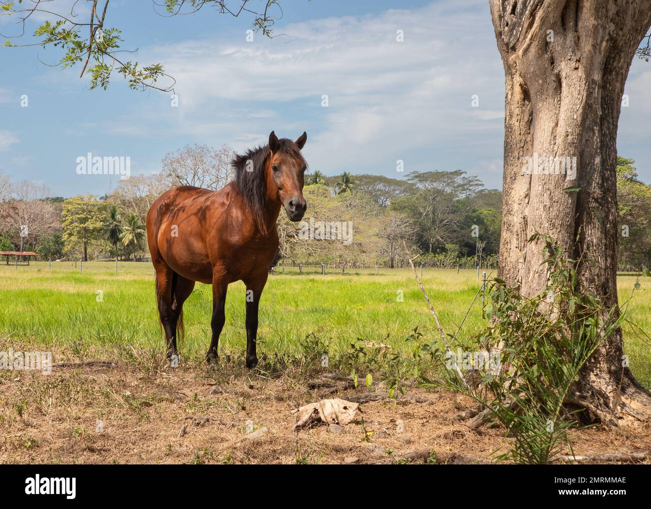 Beautiful horse on a farm in Costa Rica under a tree Stock Photo Alamy