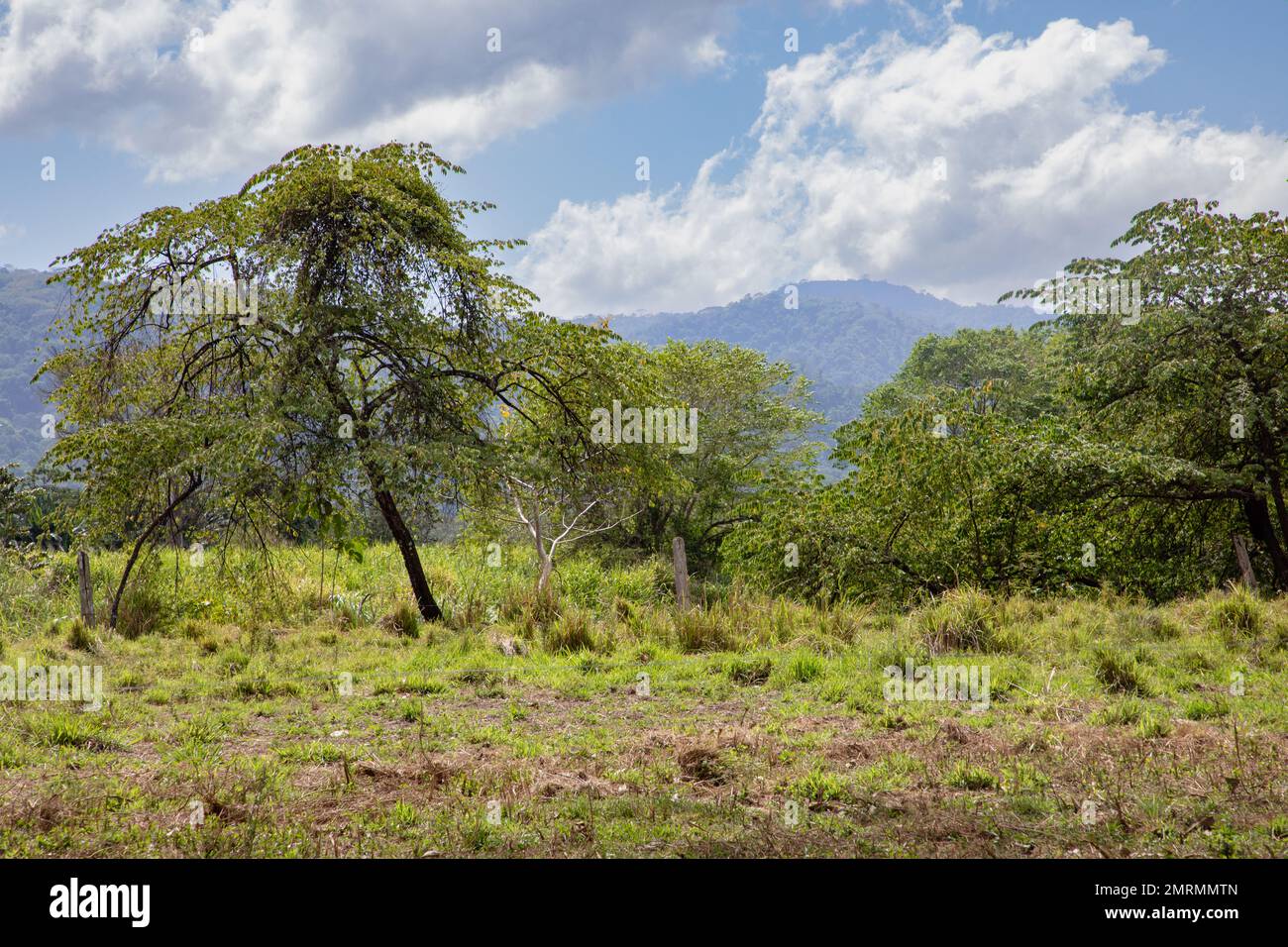 Lush vegetation and landscape of Central Pacific region of Costa Rica Stock Photo