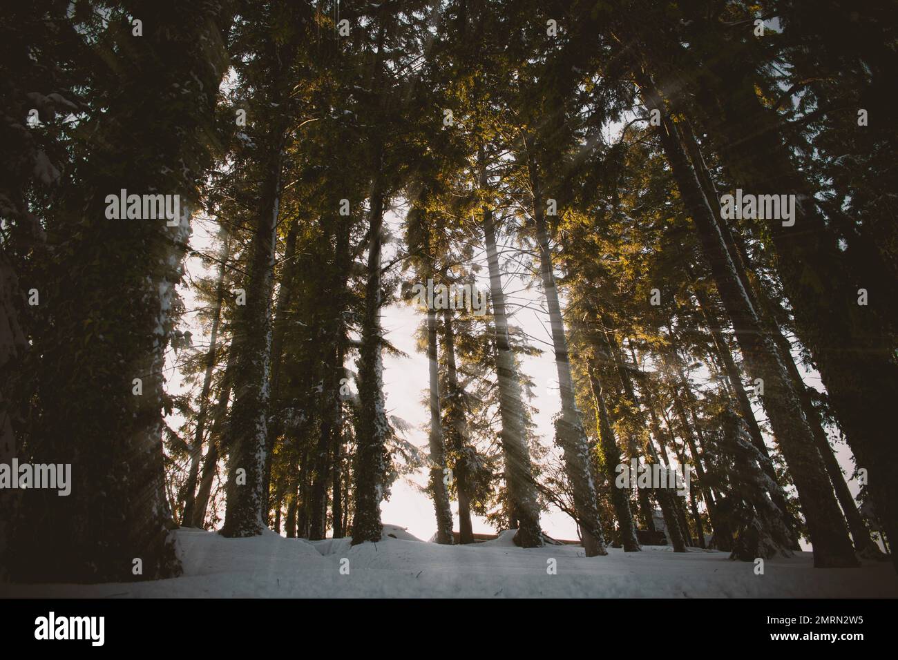 A low angle shot of tall trees with the ground covered by snow Stock ...