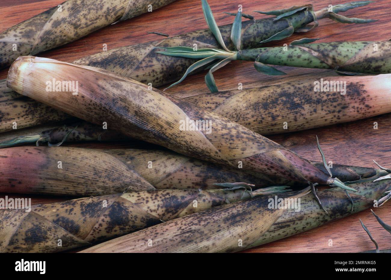 HARVESTED BAMBOO SHOOTS Stock Photo Alamy