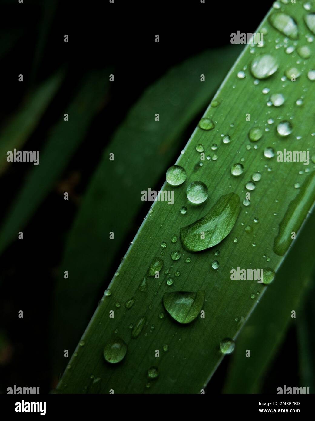A selective focus shot of water drops on green leaf, nature background Stock Photo
