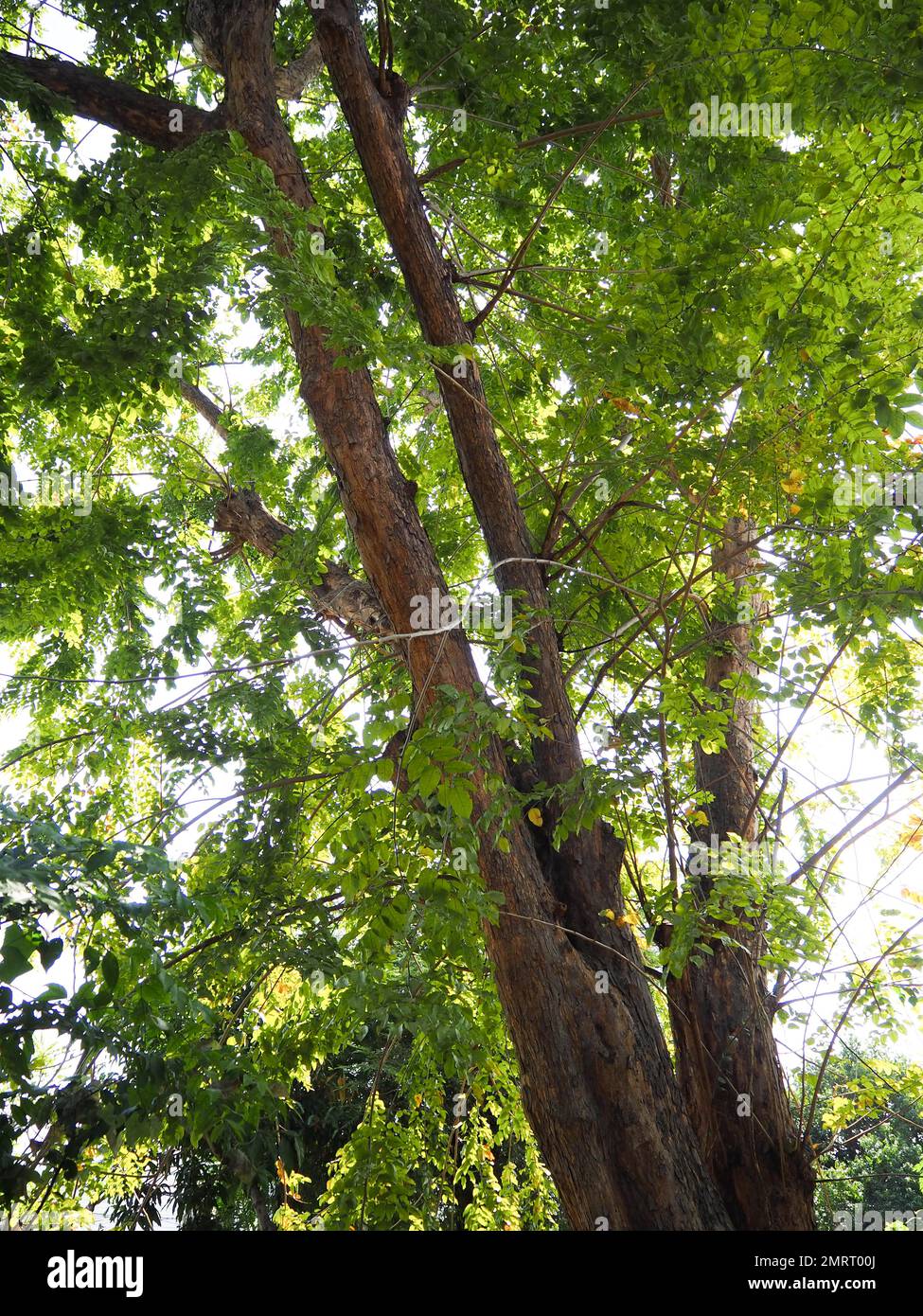 ฺีBurma padauk Pterocarpus macrocarpus Stock Photo