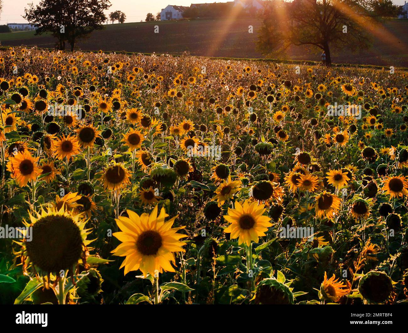 Sunflowers are wilt under the sun in a field in the outskirts of