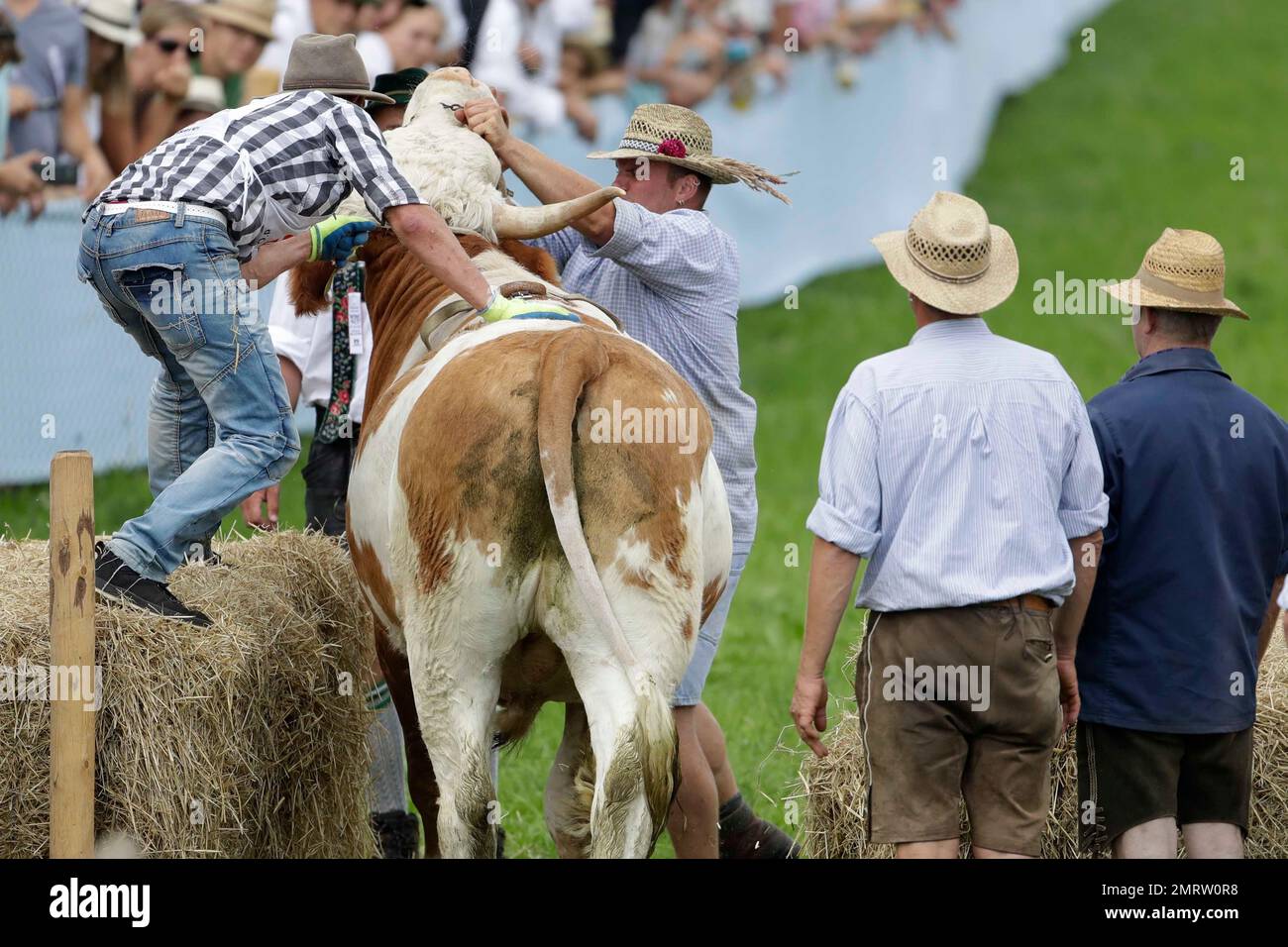 Georg Reindl prepares to ride his bull Rocky during the traditional bull  race in the Bavarian village of Haunshofen near Starnberg, Germany, Sunday,  Aug. 27, 2017. (AP PhotoMatthias Schrader Stock Photo - Alamy