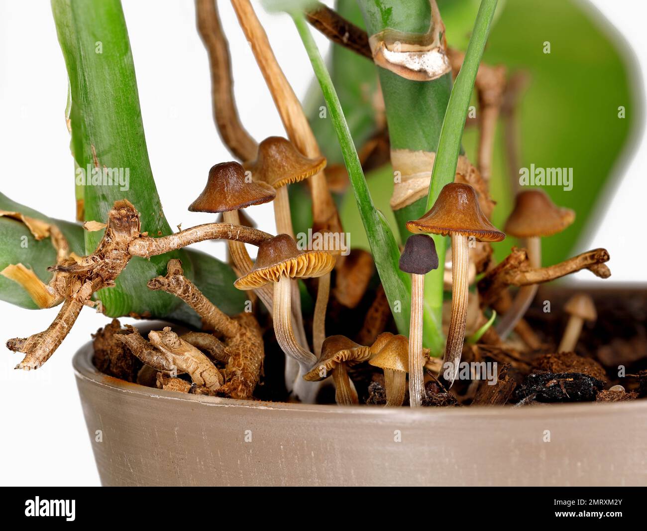 close up of small brown mushrooms growing in a plastic pot of a