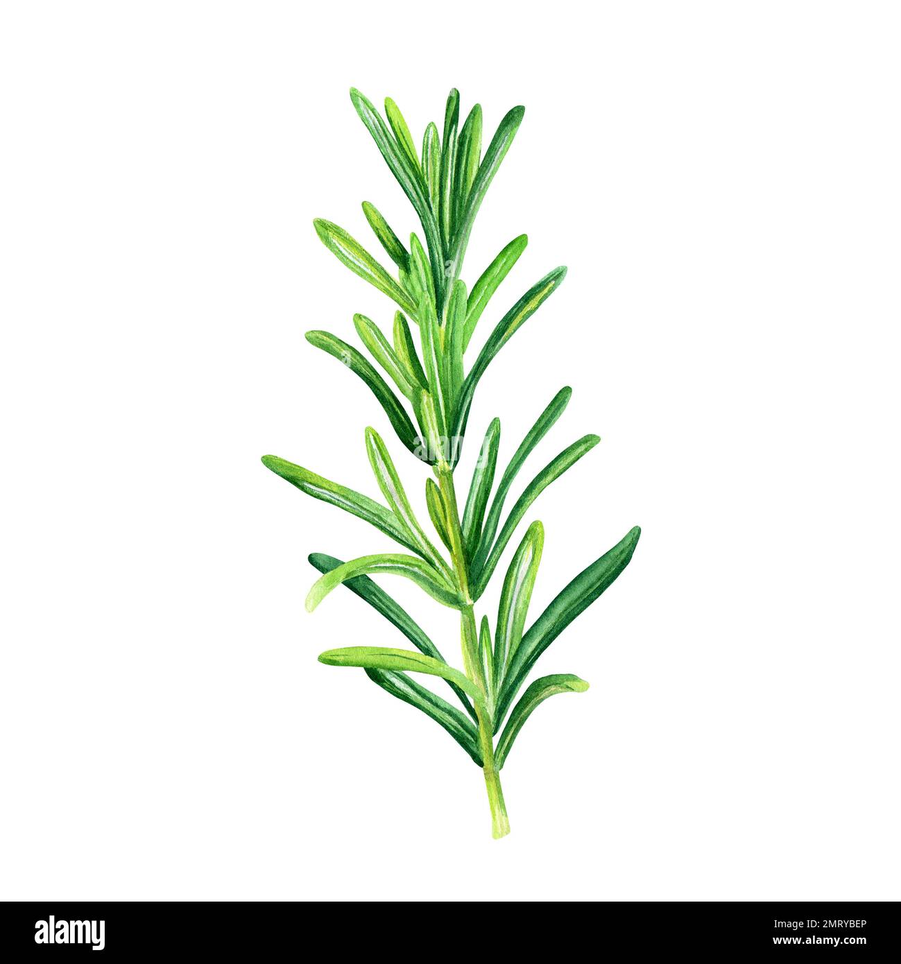 Rosemary spice herb. Botanical watercolor illustration isolated on