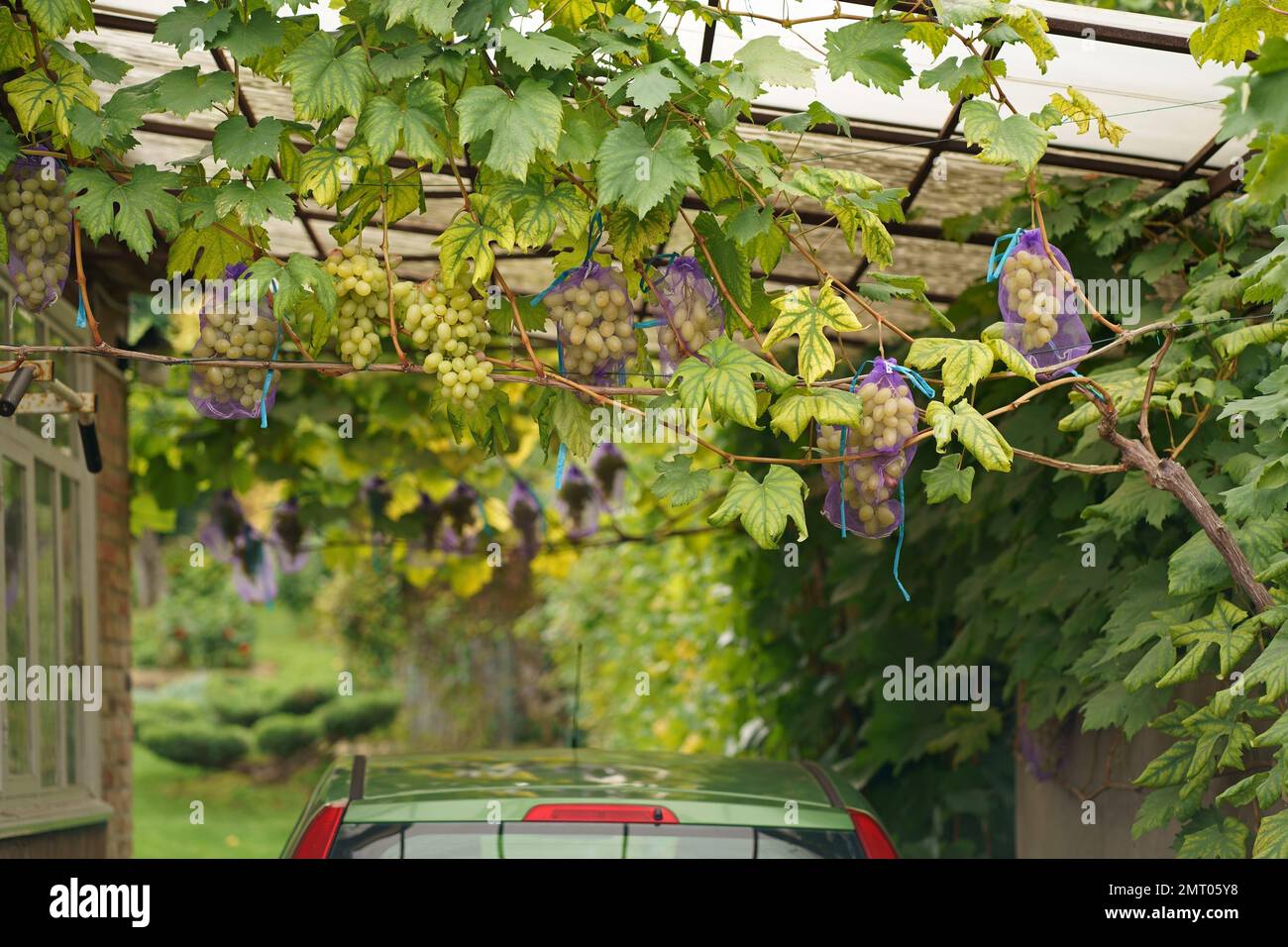 ripe bunches of grapes, naturally ripened in nets that protect the ...