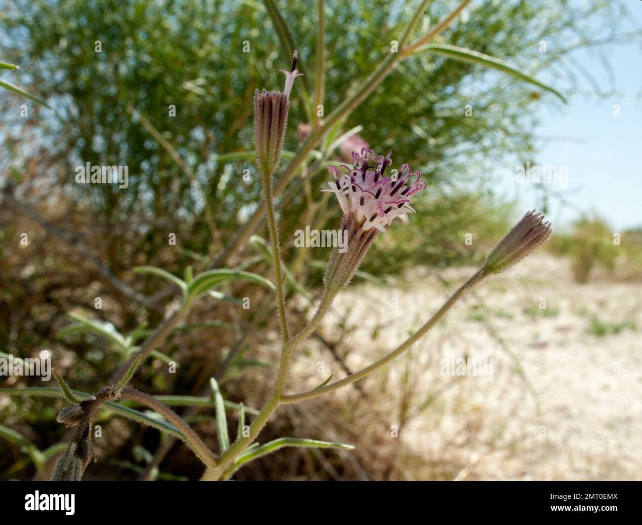 Desert Palafox (Palafoxia arida) in the Mojave Desert, east of Twentynine Palms. Stock Photo
