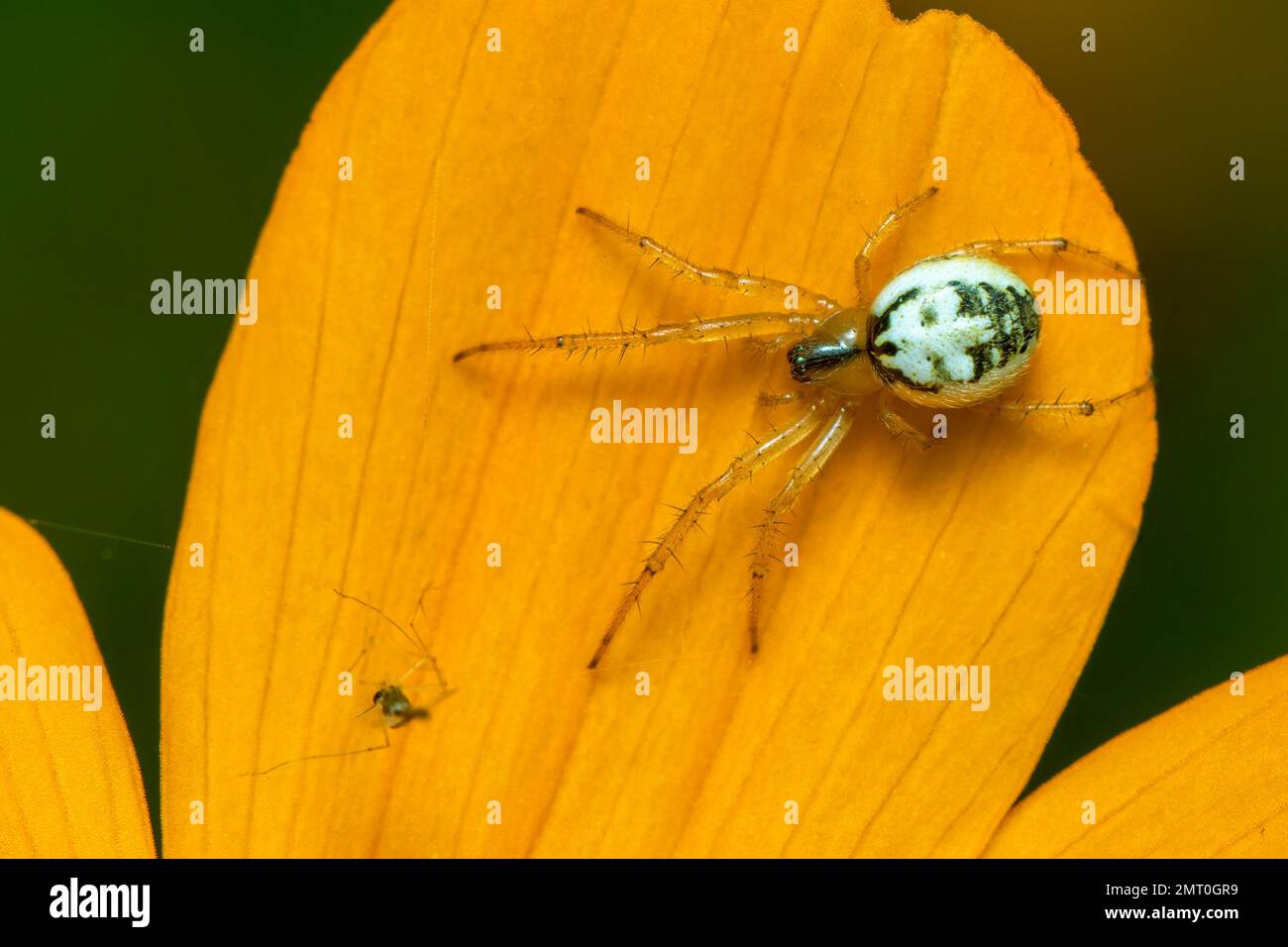 Image of mangora acalypha spider(Araneidae) on a yellow flower on nature background.(Cricket-bat orbweaver). Insect. Animal. Stock Photo