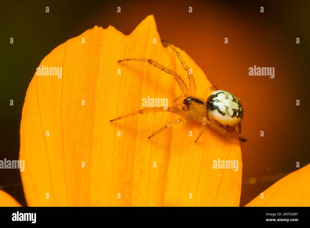 Image of mangora acalypha spider(Araneidae) on a yellow flower on nature background.(Cricket-bat orbweaver). Insect. Animal. Stock Photo