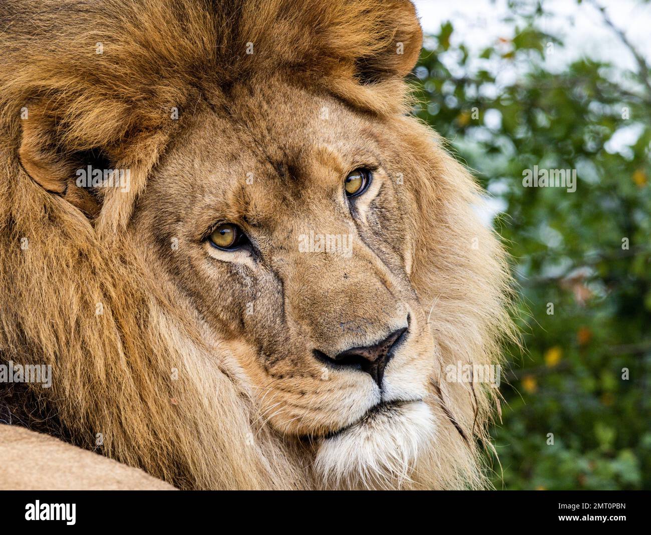 A closeup of the head of a Katanga lion (Panthera leo bleyenberghi) against blurred trees Stock Photo