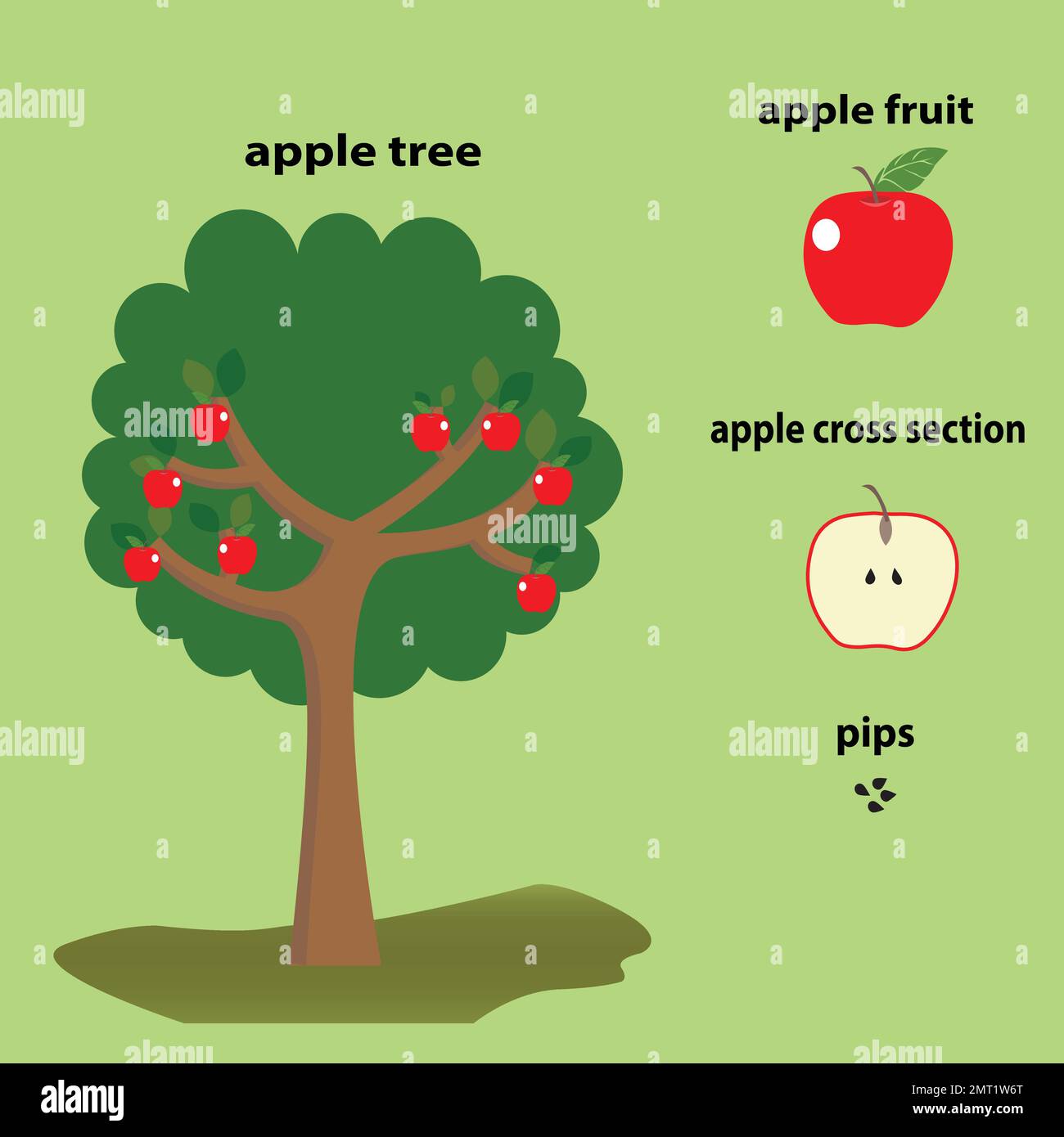 Apple education teaching resources with apple tree, apple fruit and pips Stock Vector