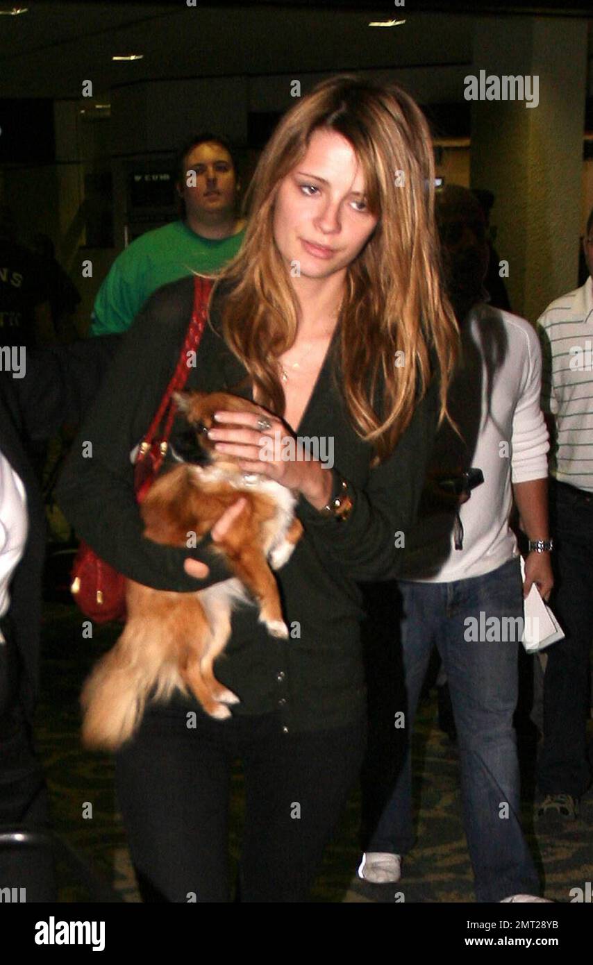 Mischa Barton and her dog arrive at Miami Airport. She caused such a(01)