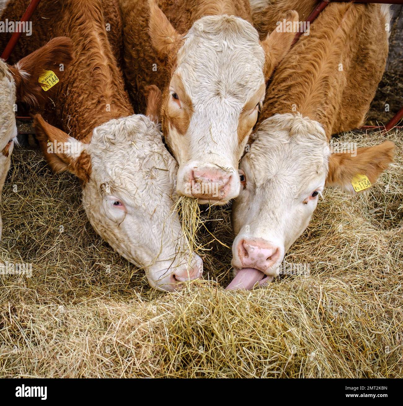 Detail of Hereford Cattle eating hay through the fence at Pinner Park Farm, Site of Nature Conservation Importance Harrow, NW London. Stock Photo