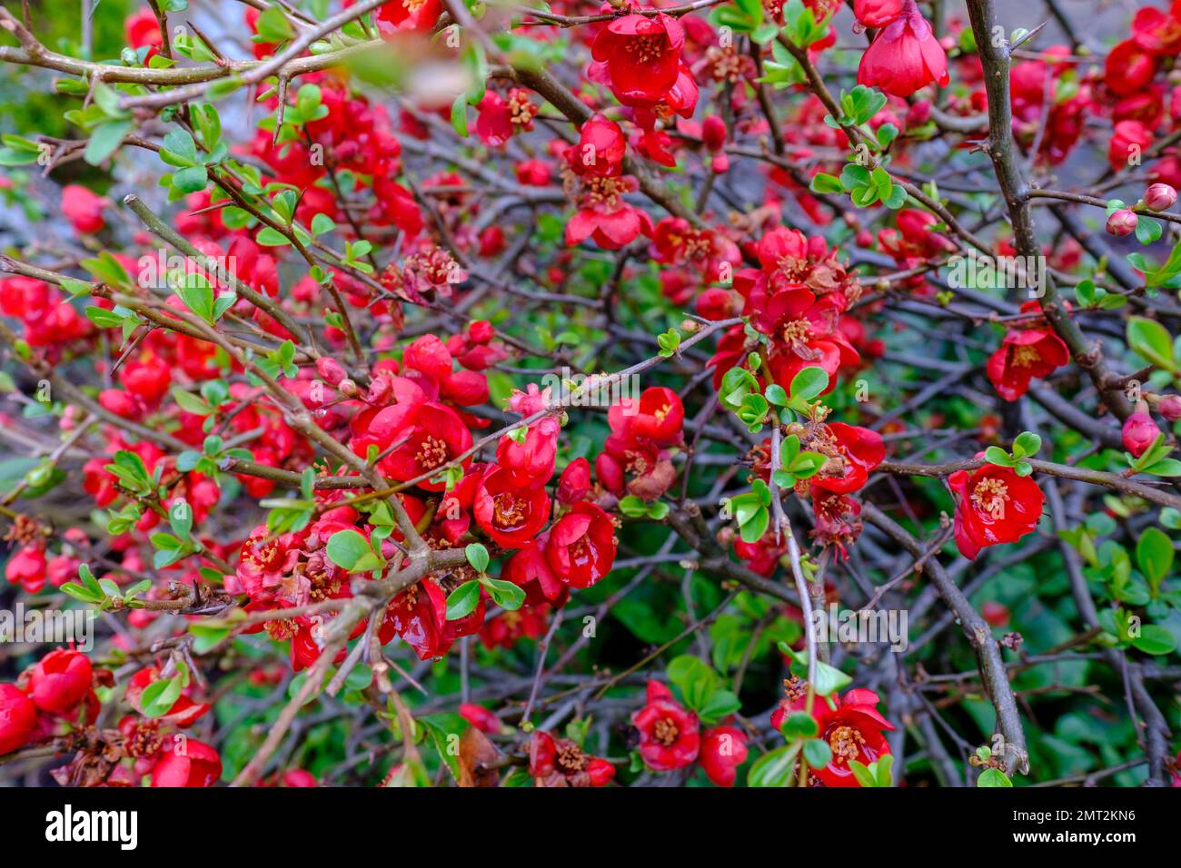 Detail of shrub of Red Flowering Quince flowers, with vibrant coral-red blooms. Stock Photo
