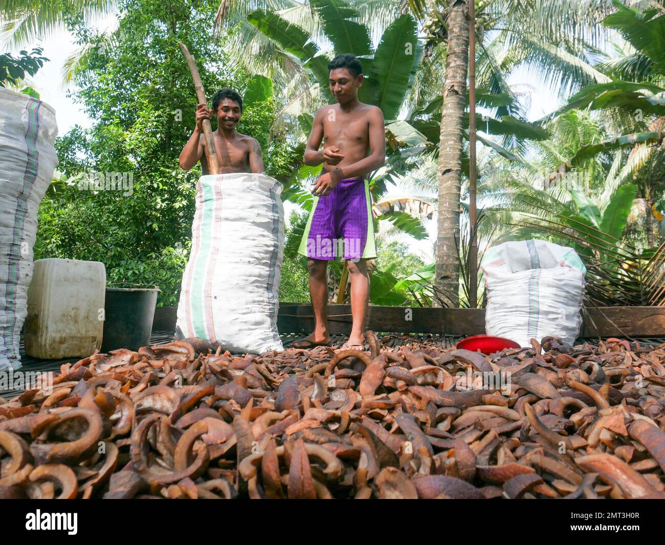 Workers collect dried coconuts or copra at the traditional copra