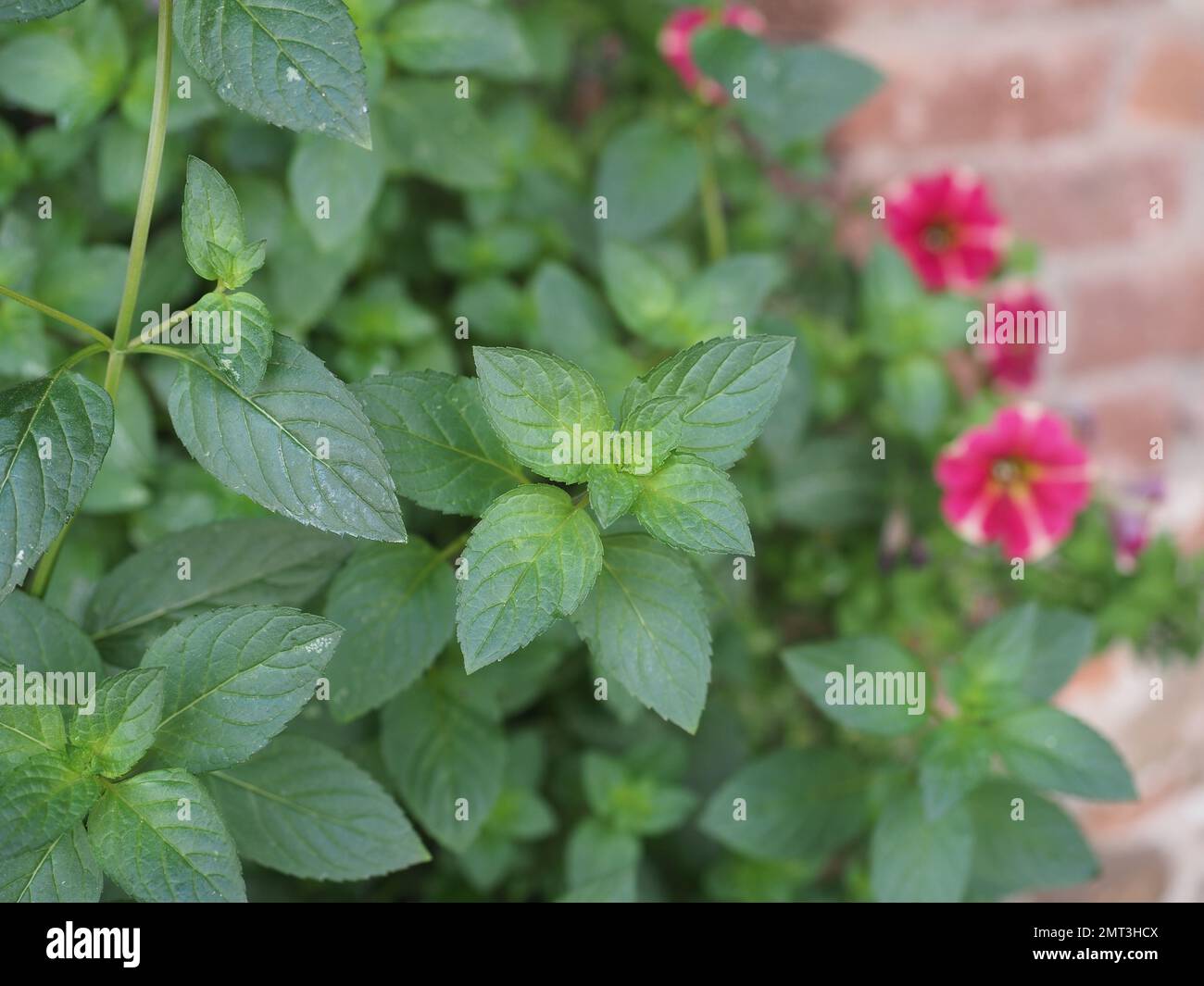 green peppermint plant scientific name Mentha piperita Stock Photo Alamy