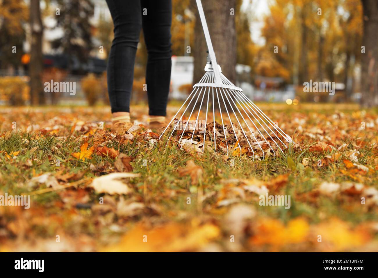 Person raking dry leaves outdoors on autumn day, closeup Stock Photo